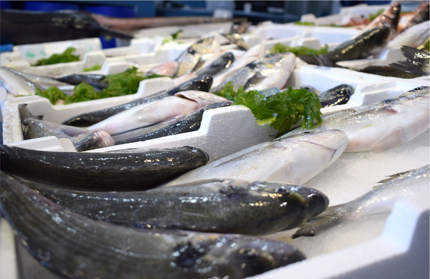 Commercial Fish Farming